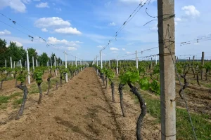Lire la suite à propos de l’article Quels châteaux de Saint-Émilion visiter pour une première découverte du vignoble ?
