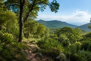 Lire la suite à propos de l’article Latitude 36.443588 longitude 6.026489 : la forêt Ben Khalifa en Algérie avec ses coordonnées GPS