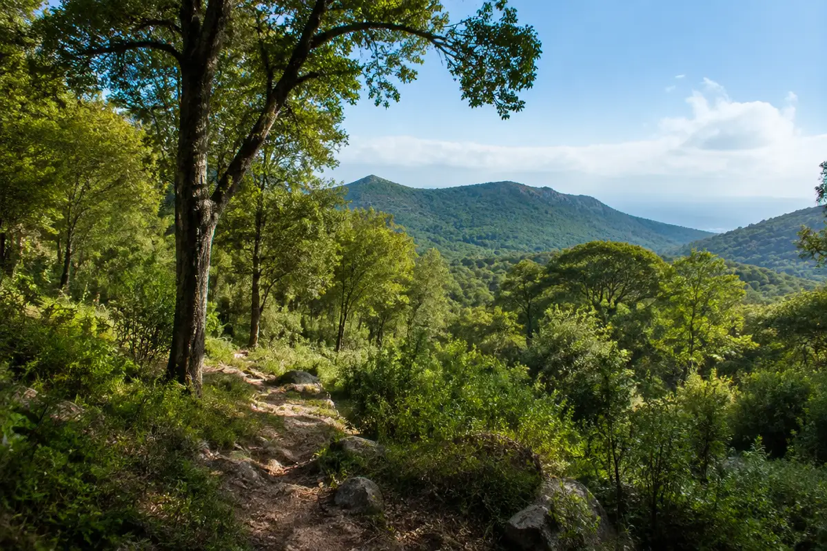 Vous consultez actuellement Latitude 36.443588 longitude 6.026489 : la forêt Ben Khalifa en Algérie avec ses coordonnées GPS